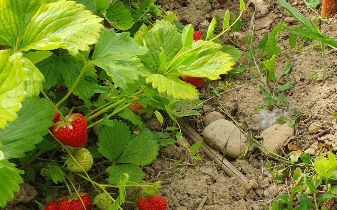 Visitas en Mayo al Proyecto de Ecología Integral
