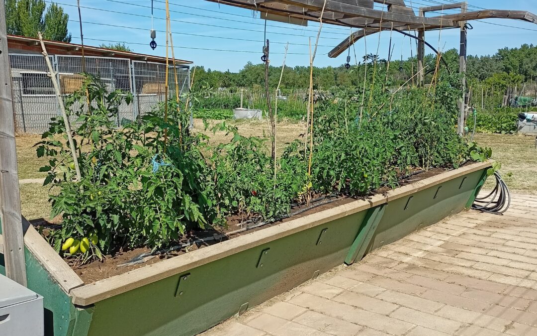 Fundación INEA celebra el Día Internacional de las Personas con Discapacidad con su proyecto de Huertos Ecológicos Adaptados